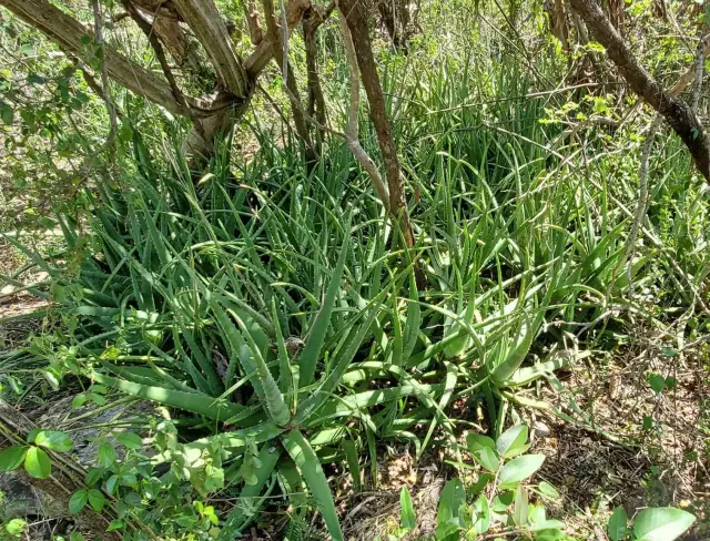 Aloe vera