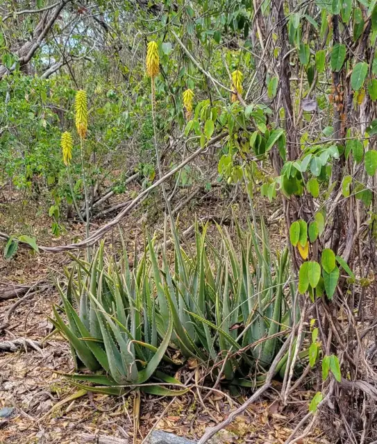 Aloe vera
